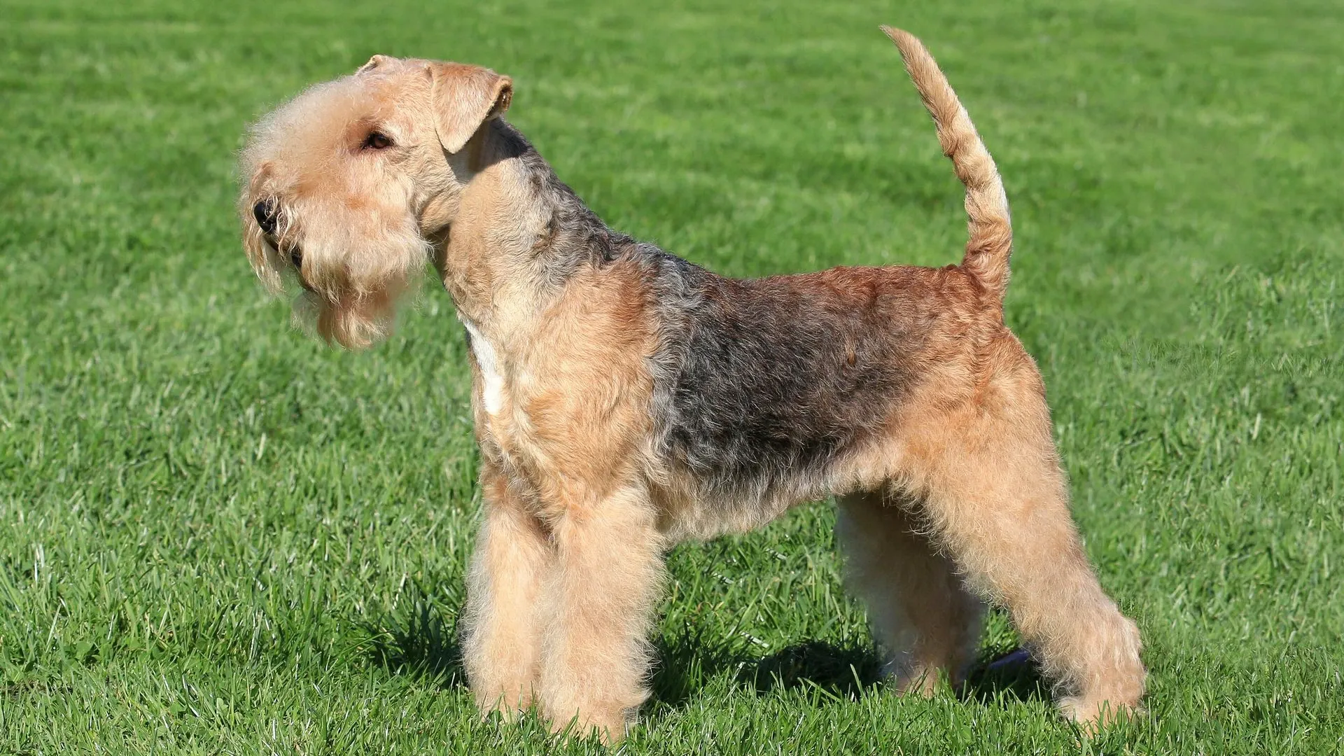 Lakeland Terrier